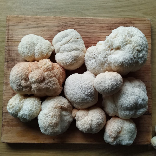 Lions Mane for Alzheimers & Dimentia