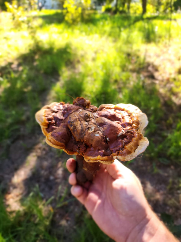 How Reishi Improves Your Sleep