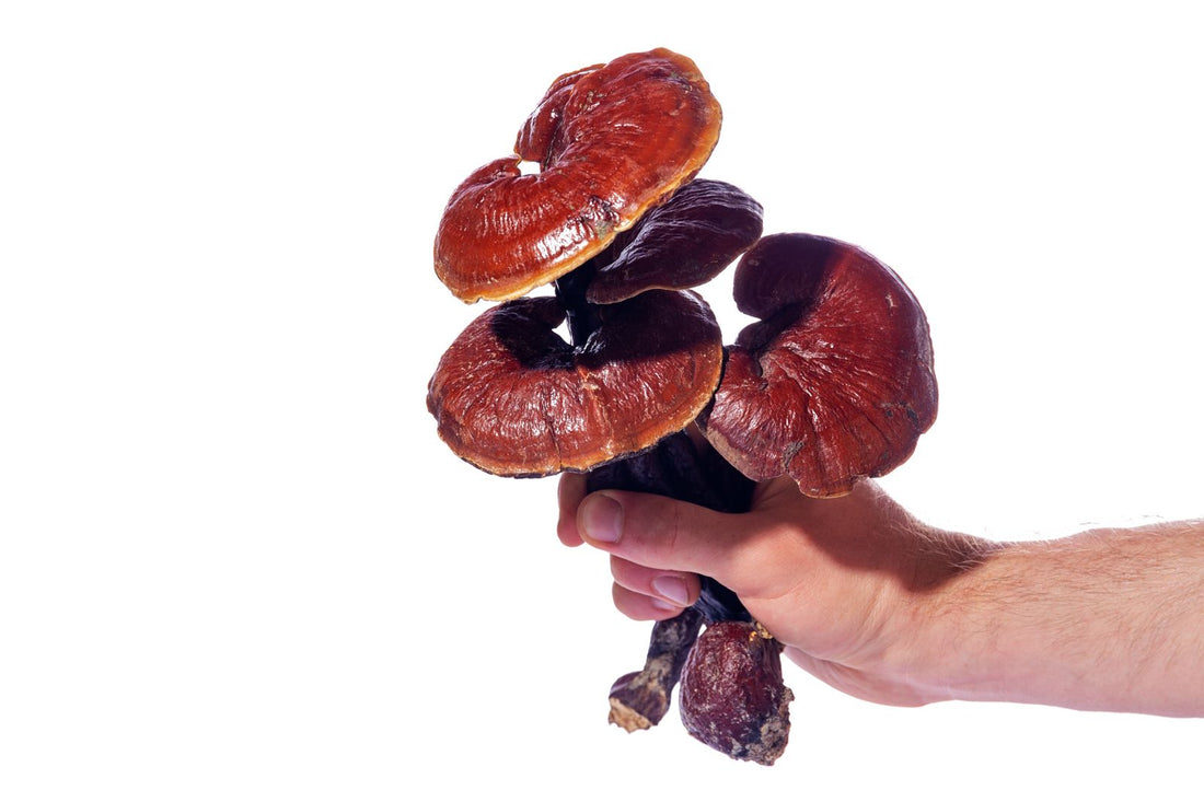 Reishi for your Gut, Anxiety, Serotonin &amp; Sleep?