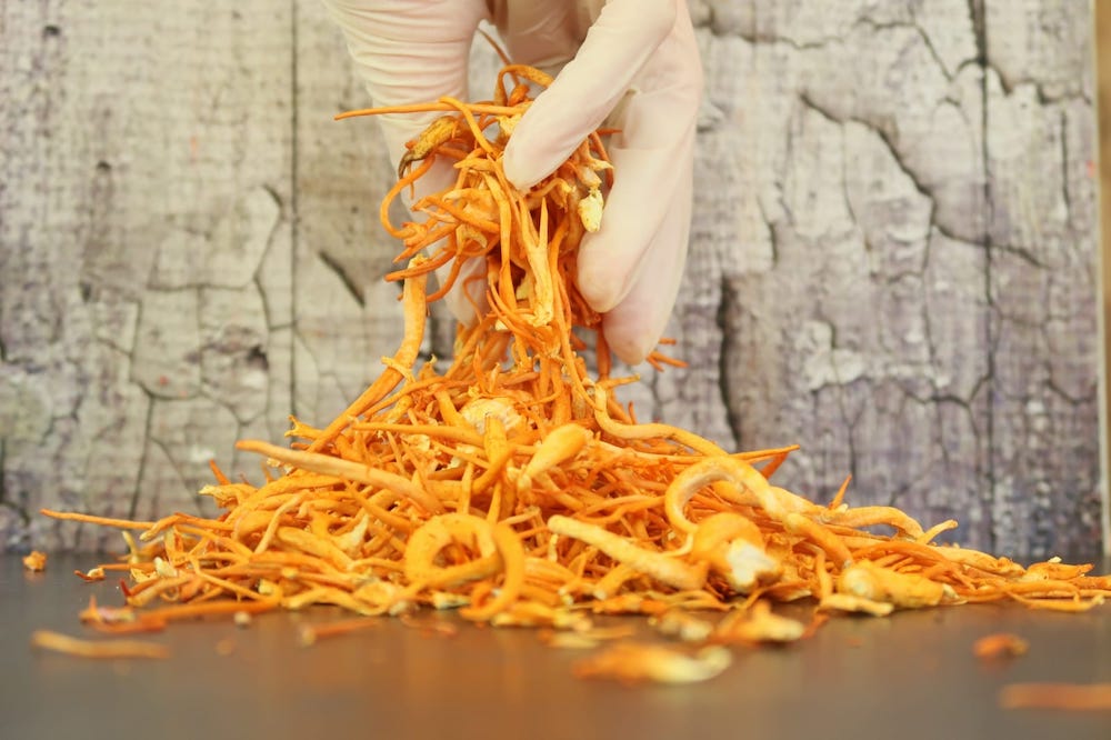 How Cordyceps &amp; Reishi Support Energy, Recovery &amp; Performance
