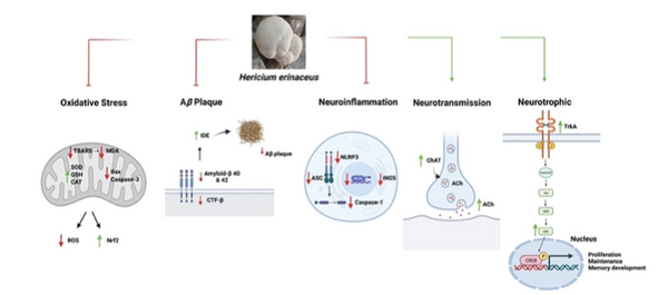 How Lions Mane Effects Your Brain